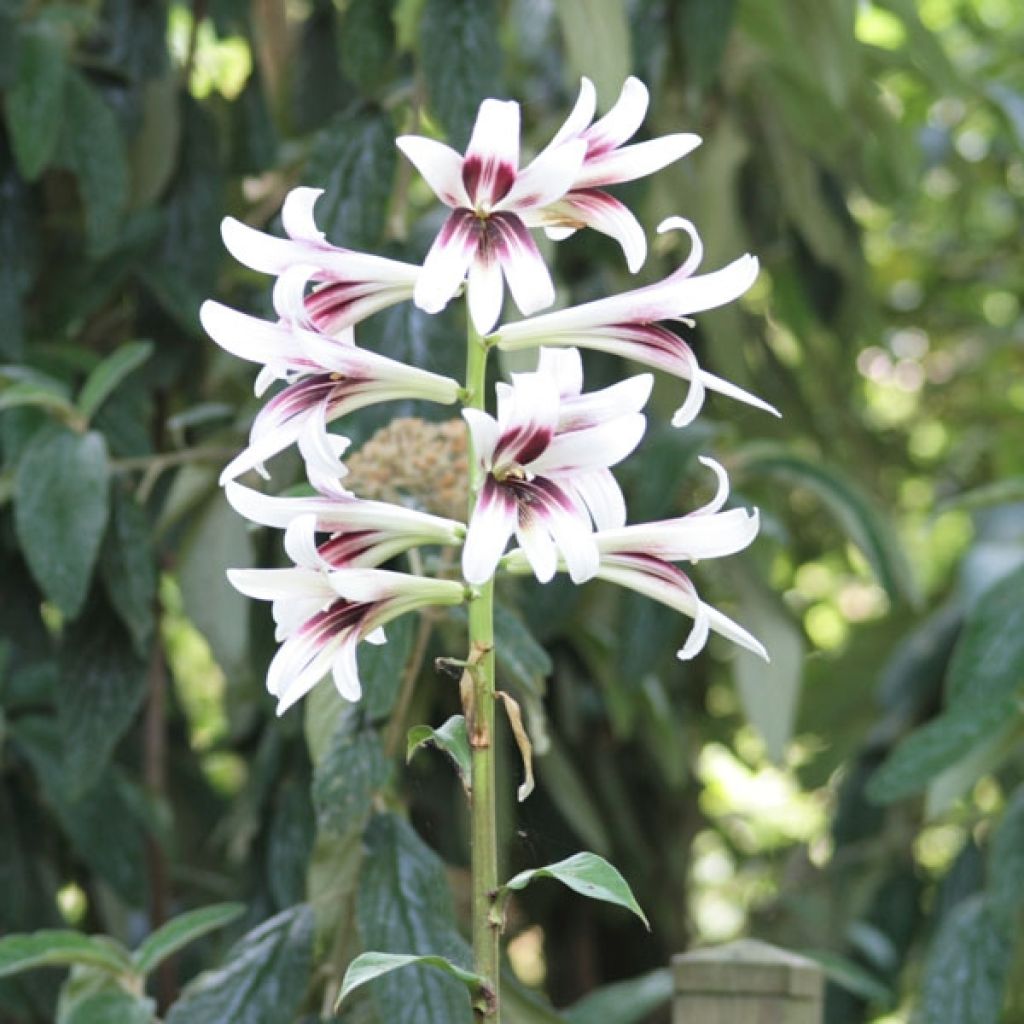 Cardiocrinum giganteum - Lis géant de l'Himalaya