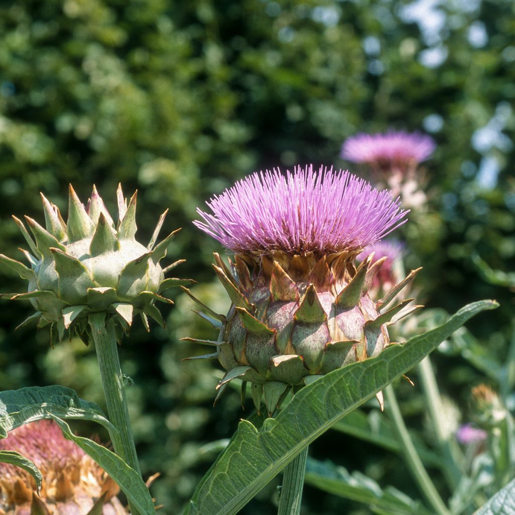 Cardoon Spineless Full White - Cynara cardunculus