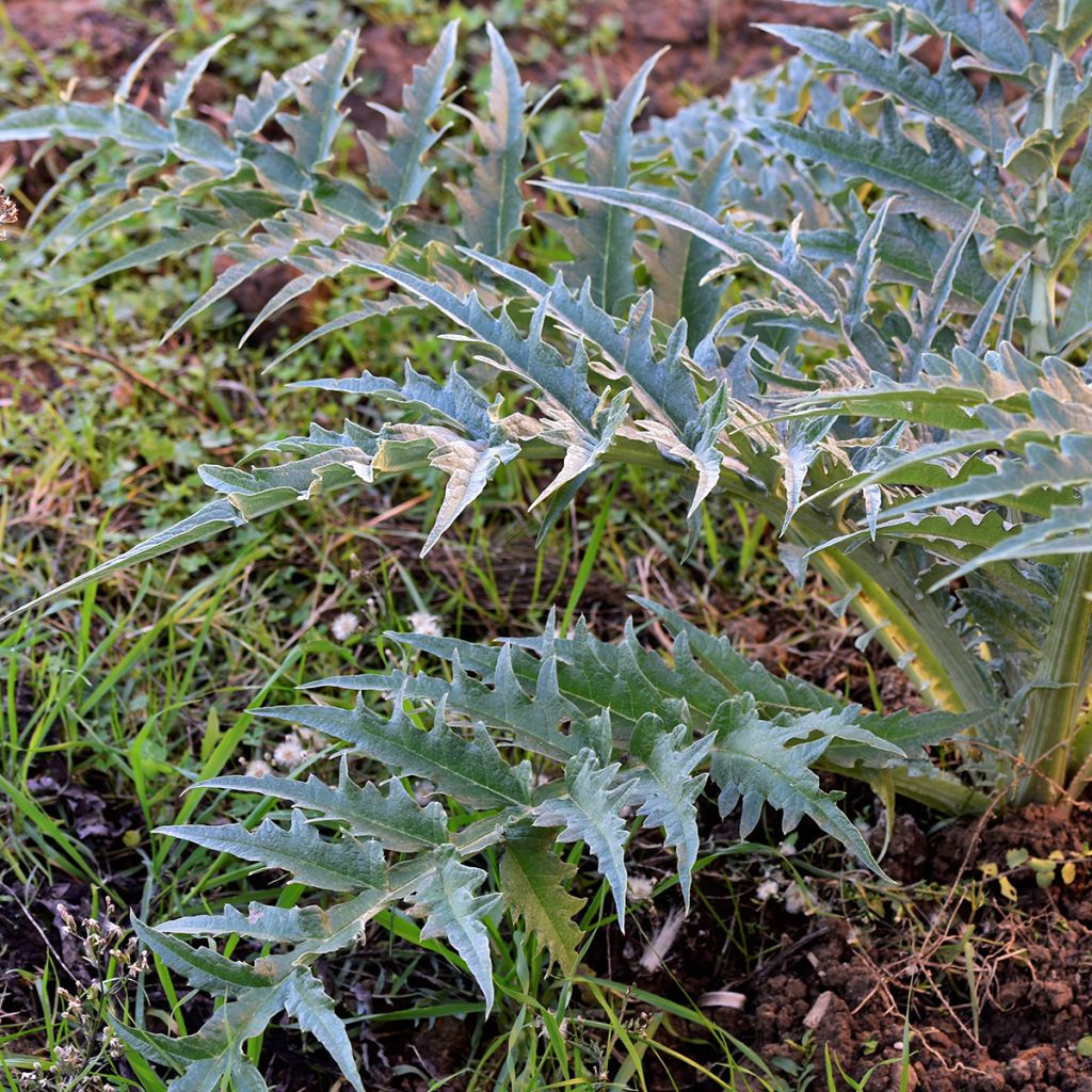 Cardoon D'Alger - Cynara cardunculus