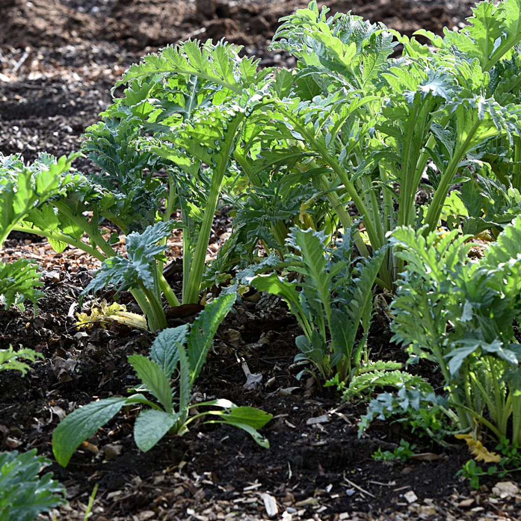 Cardoon D'Alger - Cynara cardunculus