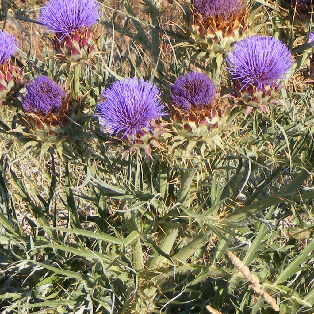 Cardon rouge d'Alger - Cynara cardunculus