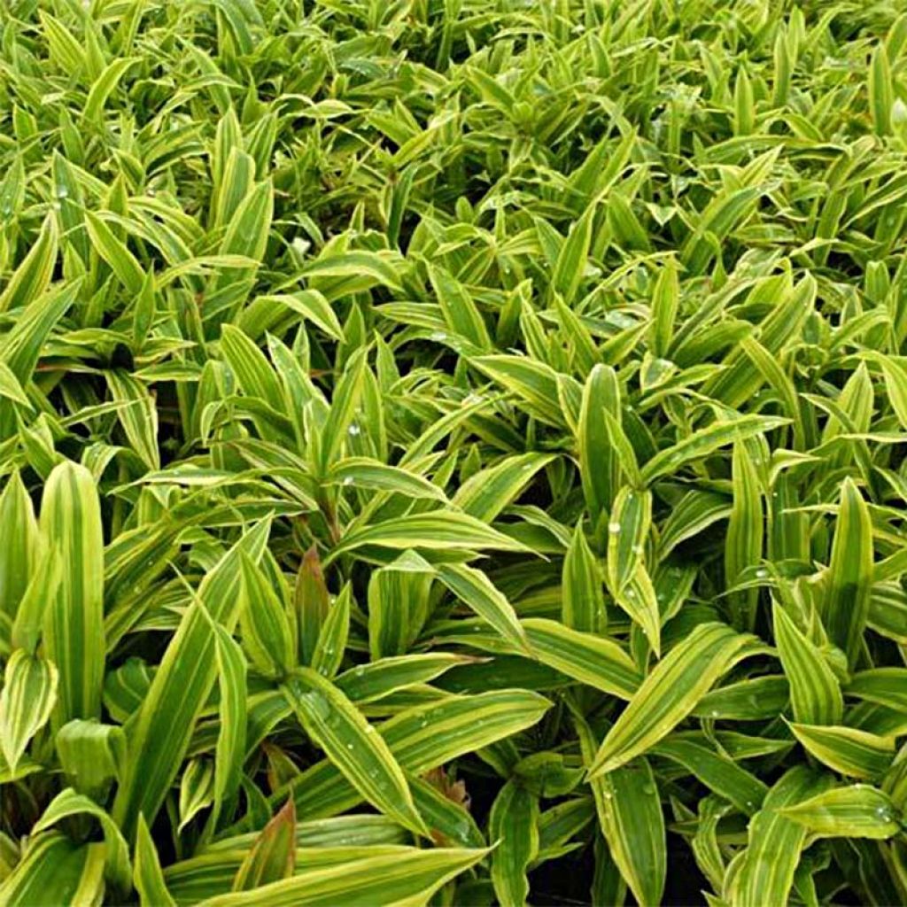 Carex ciliatomarginata Shima Nishiki