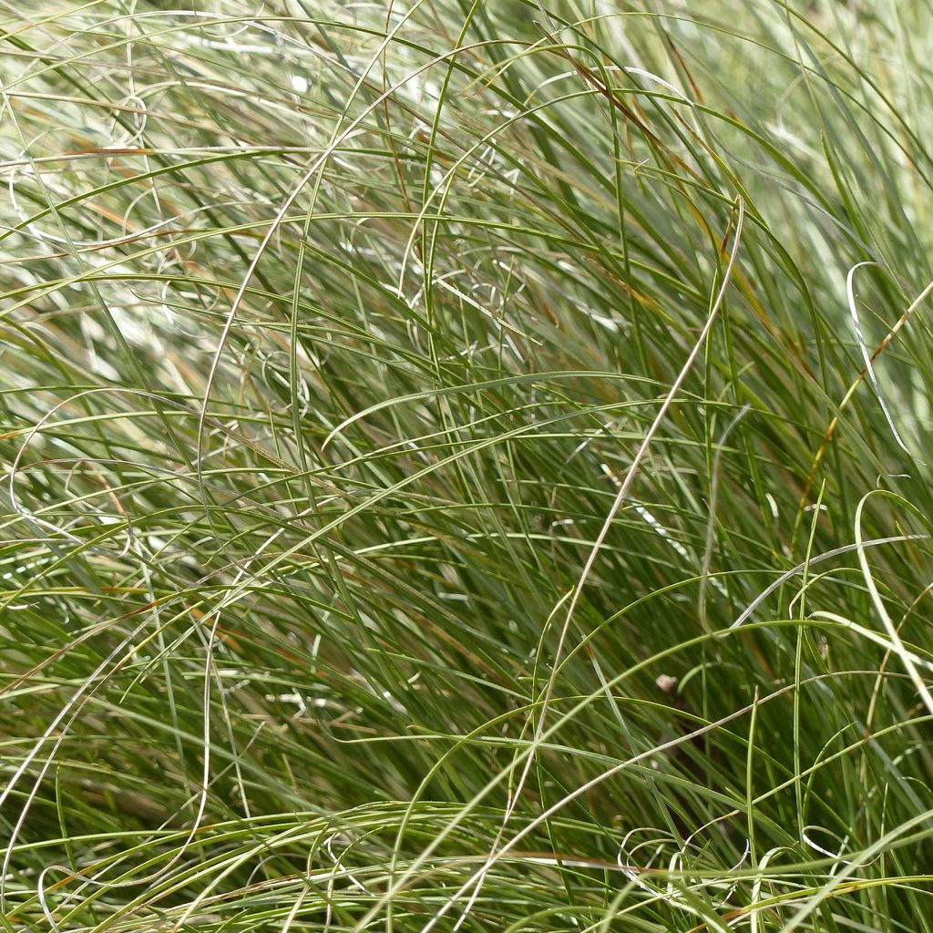 Carex comans Frosted Curls - Laîche