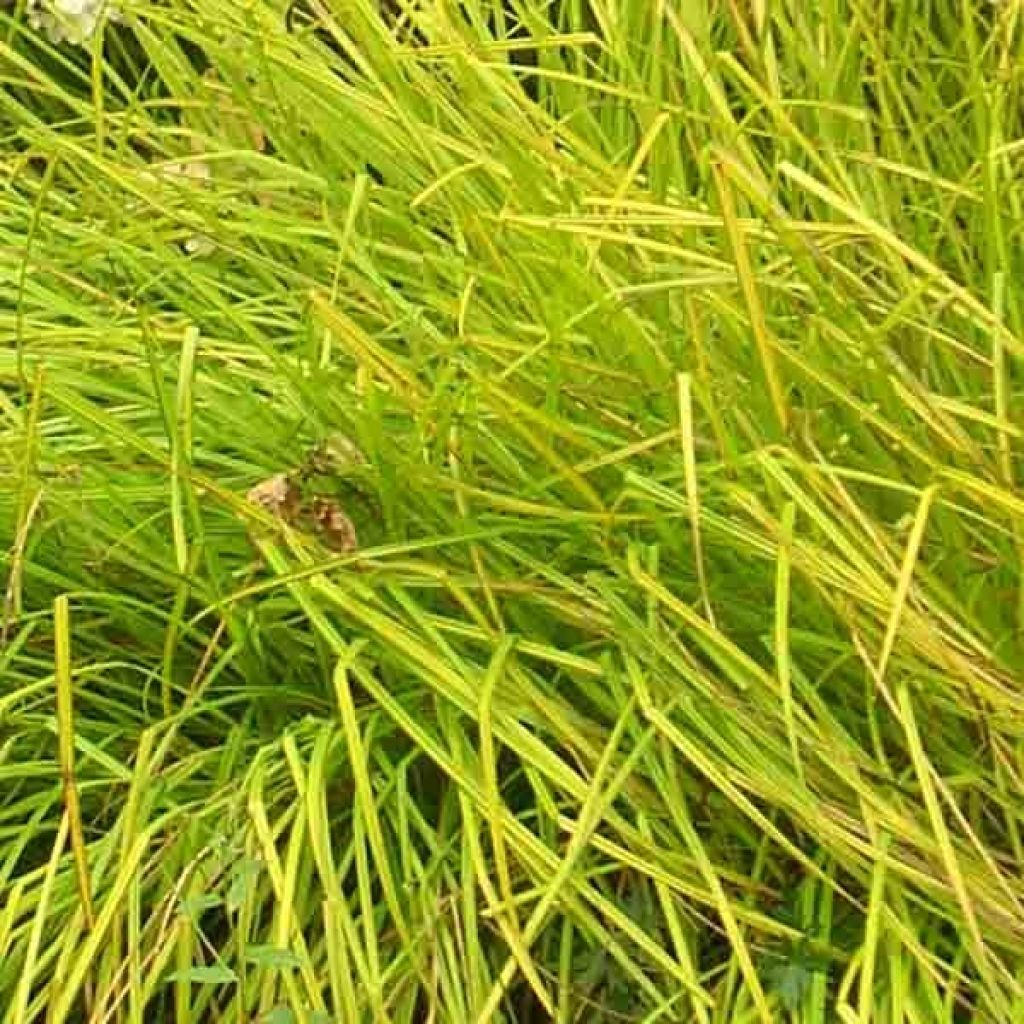 Carex elata Aurea - Laîche dorée