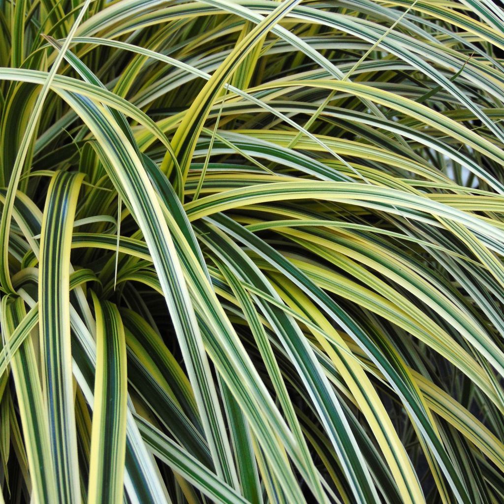 Carex Feather Falls