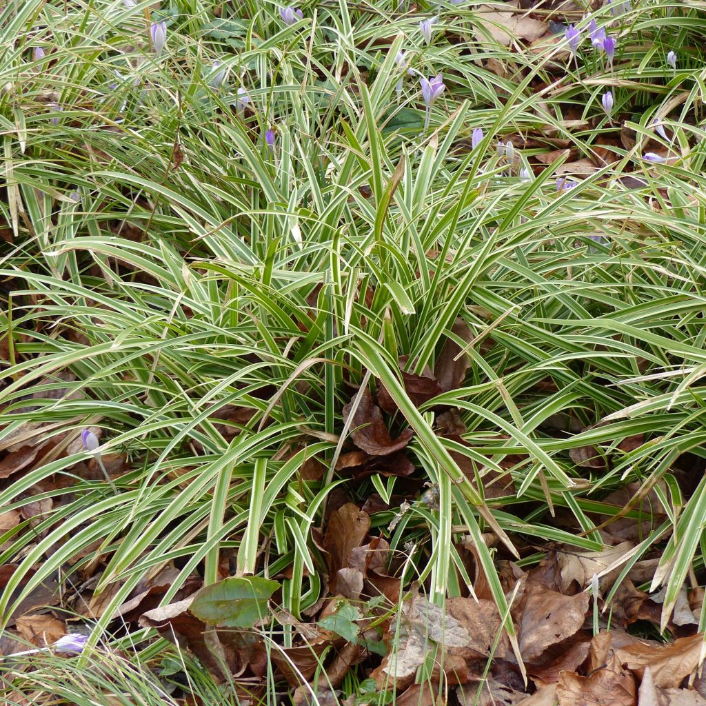 Carex morrowii Ice Dance - Laîche du Japon