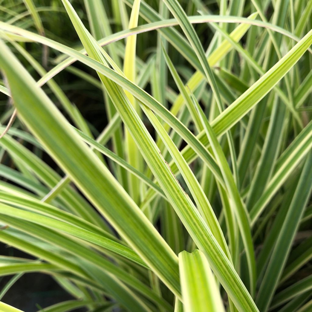 Carex morrowii Ice Dance - Laîche du Japon