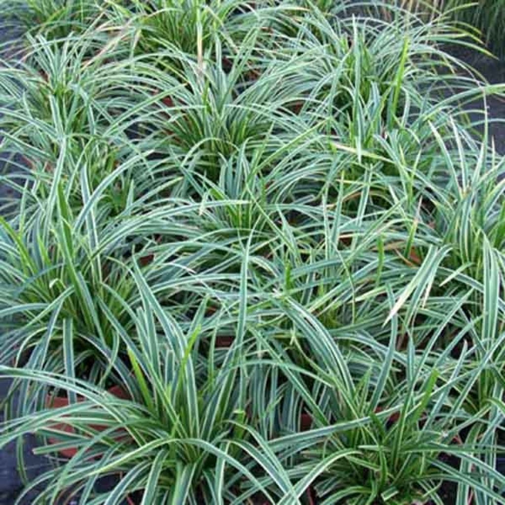 Carex morrowii Ice Dance