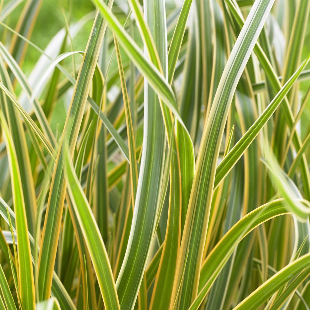 Carex oshimensis Everglow - Laîche d'Oshima