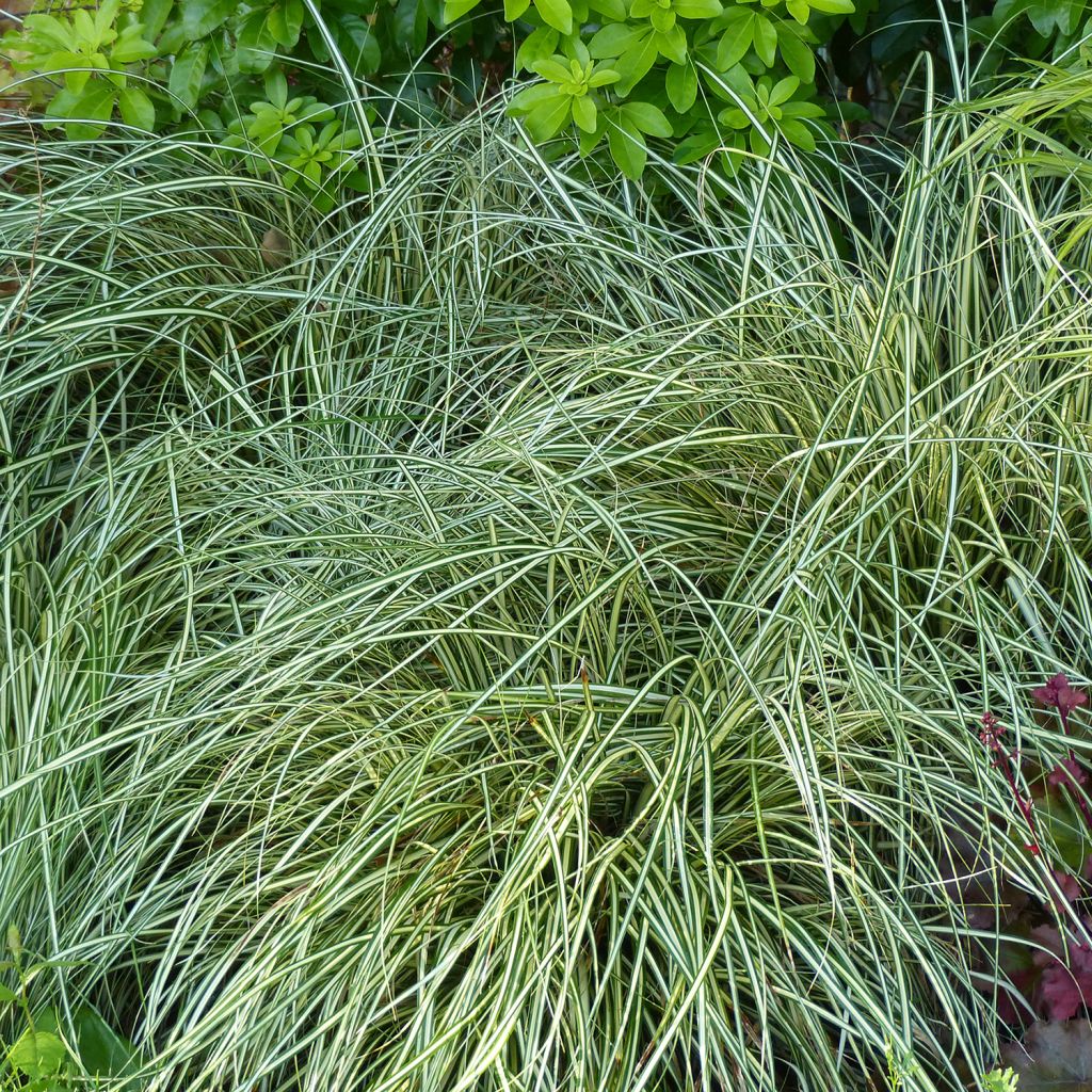 Carex oshimensis Evergold - Oshima Sedge