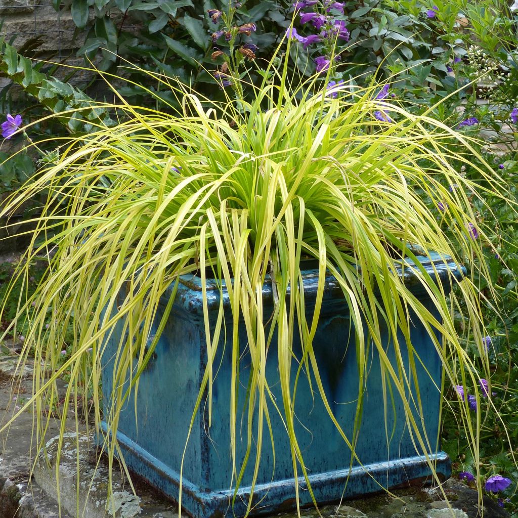 Carex oshimensis Everillo - Oshima Sedge