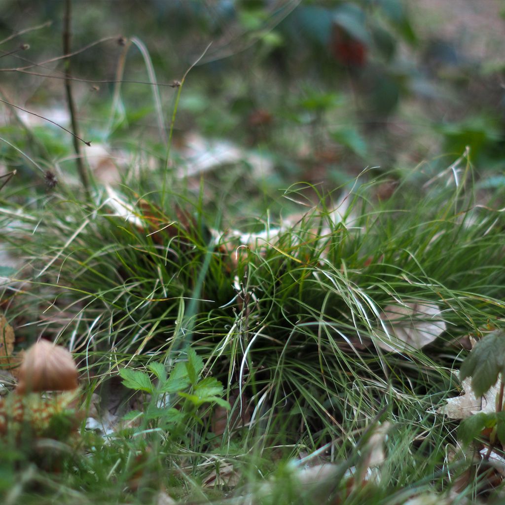 Carex remota - Laîche espacée