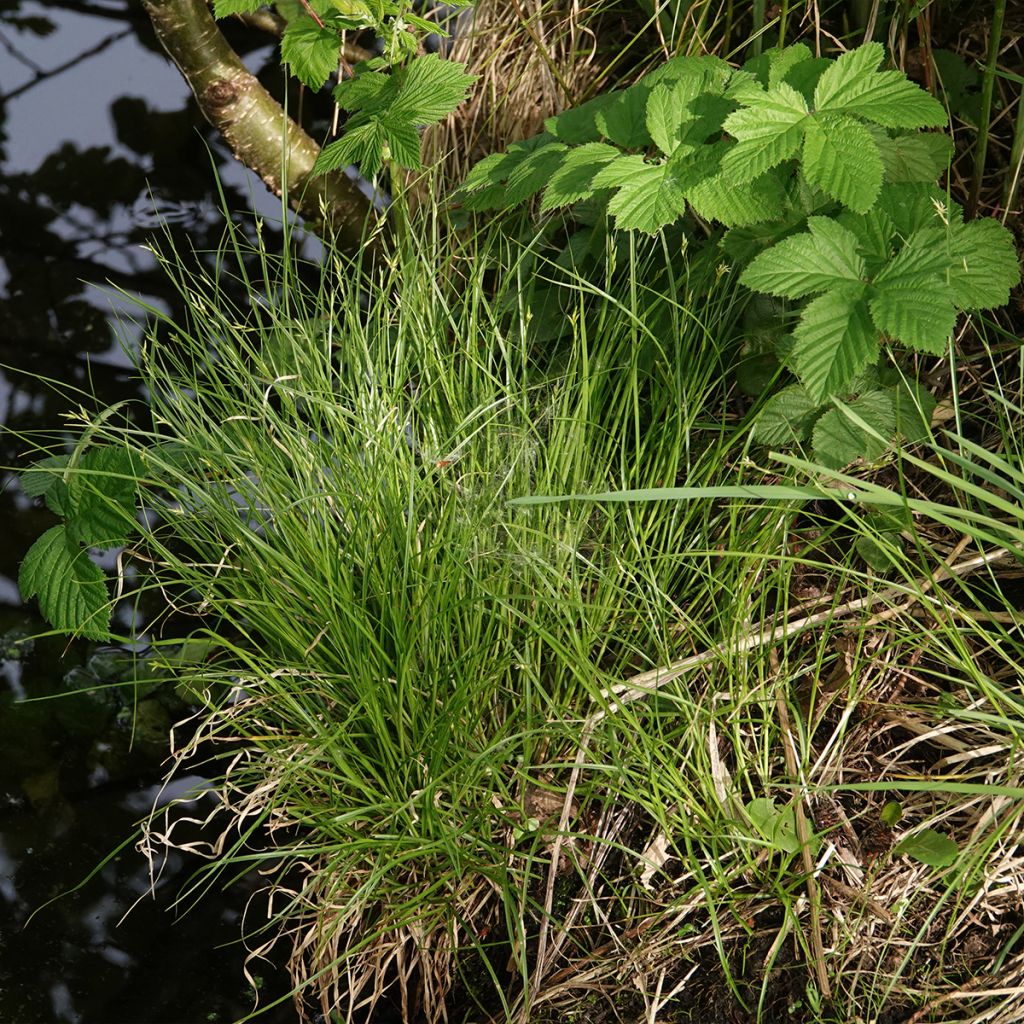 Carex remota - Laîche espacée