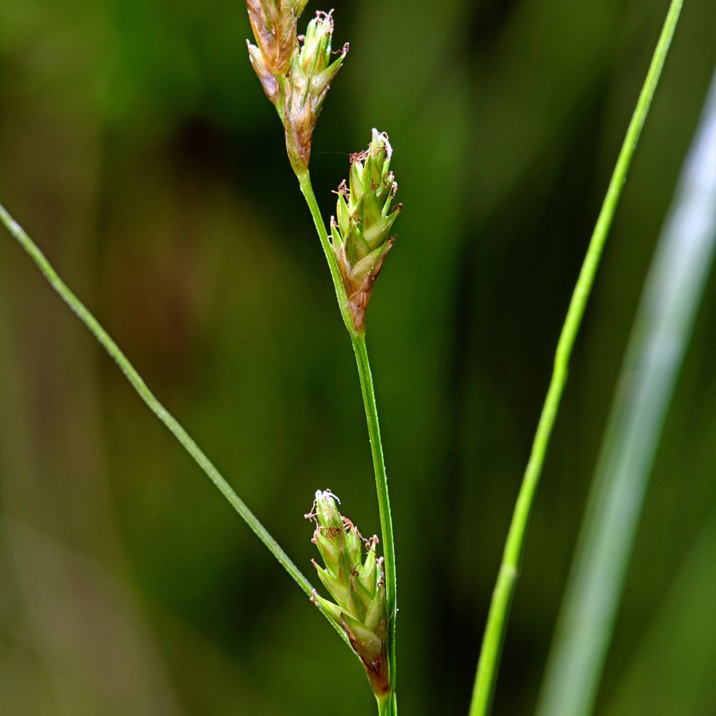 Carex remota - Laîche espacée