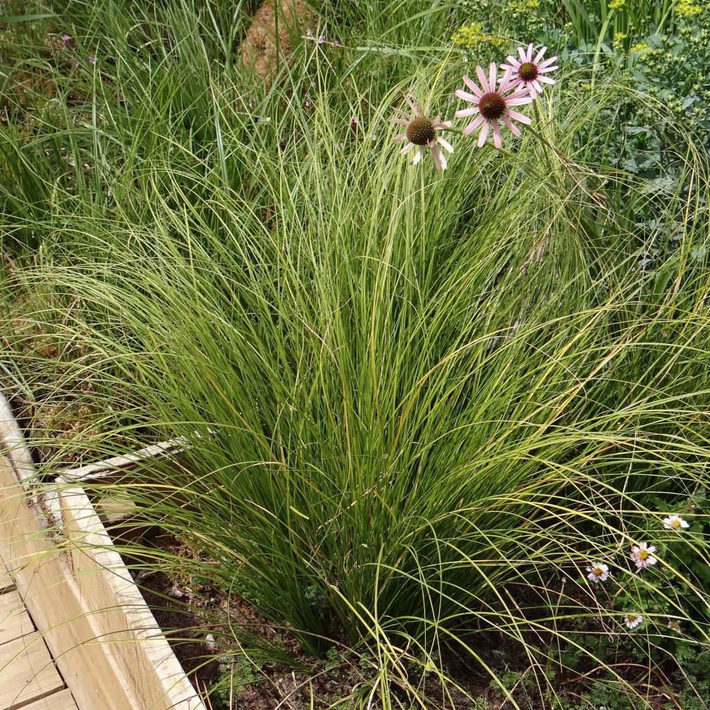 Carex testacea Lime Shine - Laîche