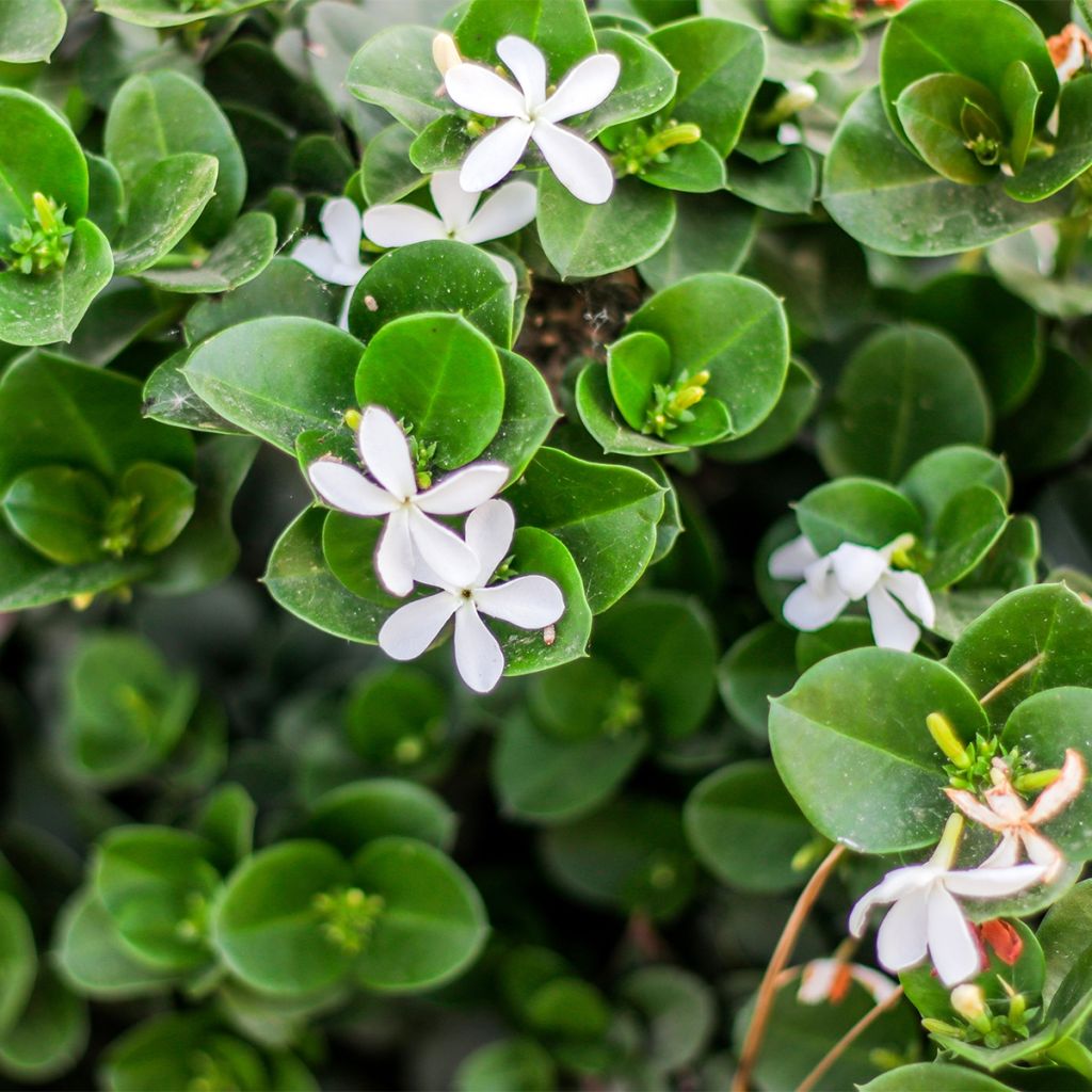 Carissa macrocarpa prostrata - Prunier du Natal prostré