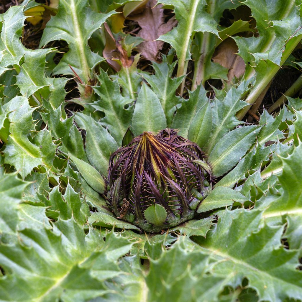 Carlina acanthifolia