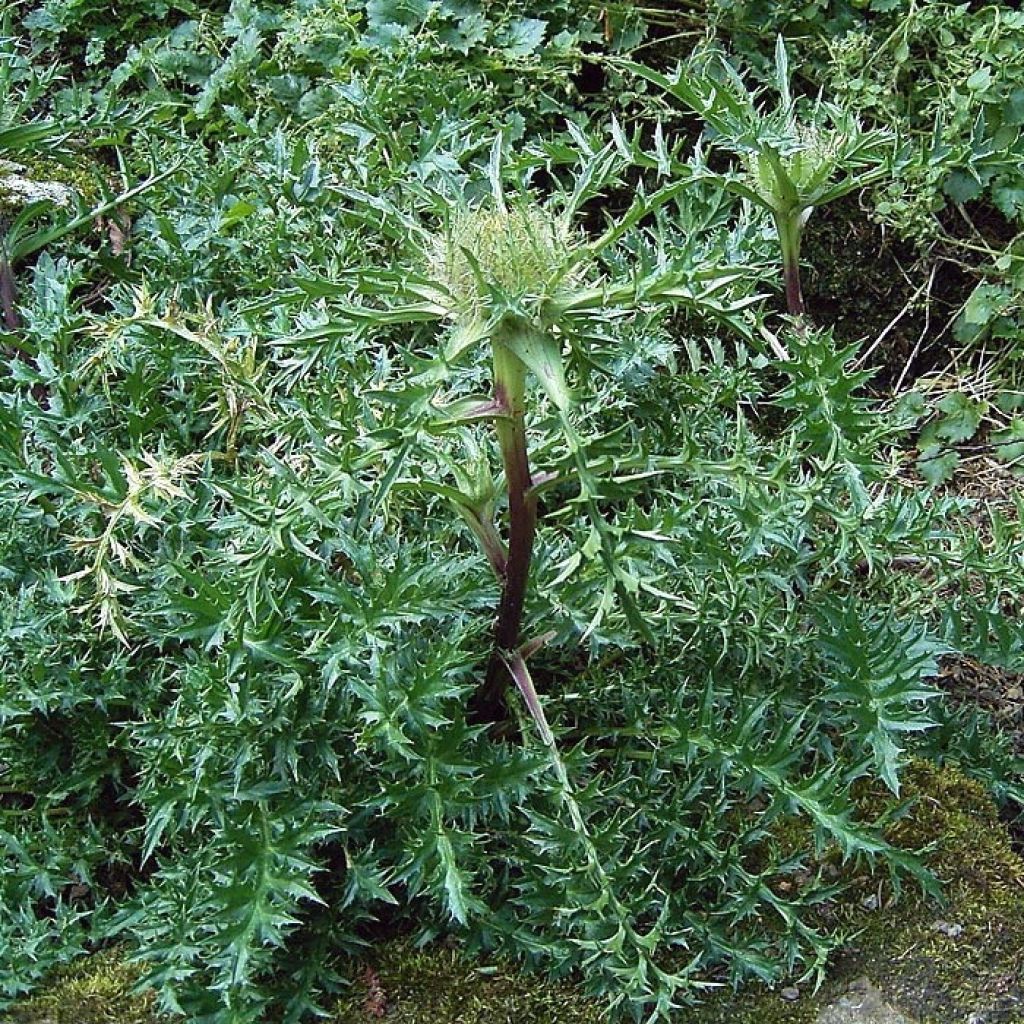 Carlina acaulis ssp. simplex - Carline à tige courte, des Alpes