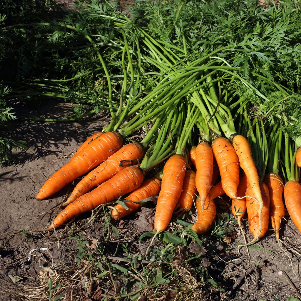 Carrot Adelaide F1 - Daucus carota