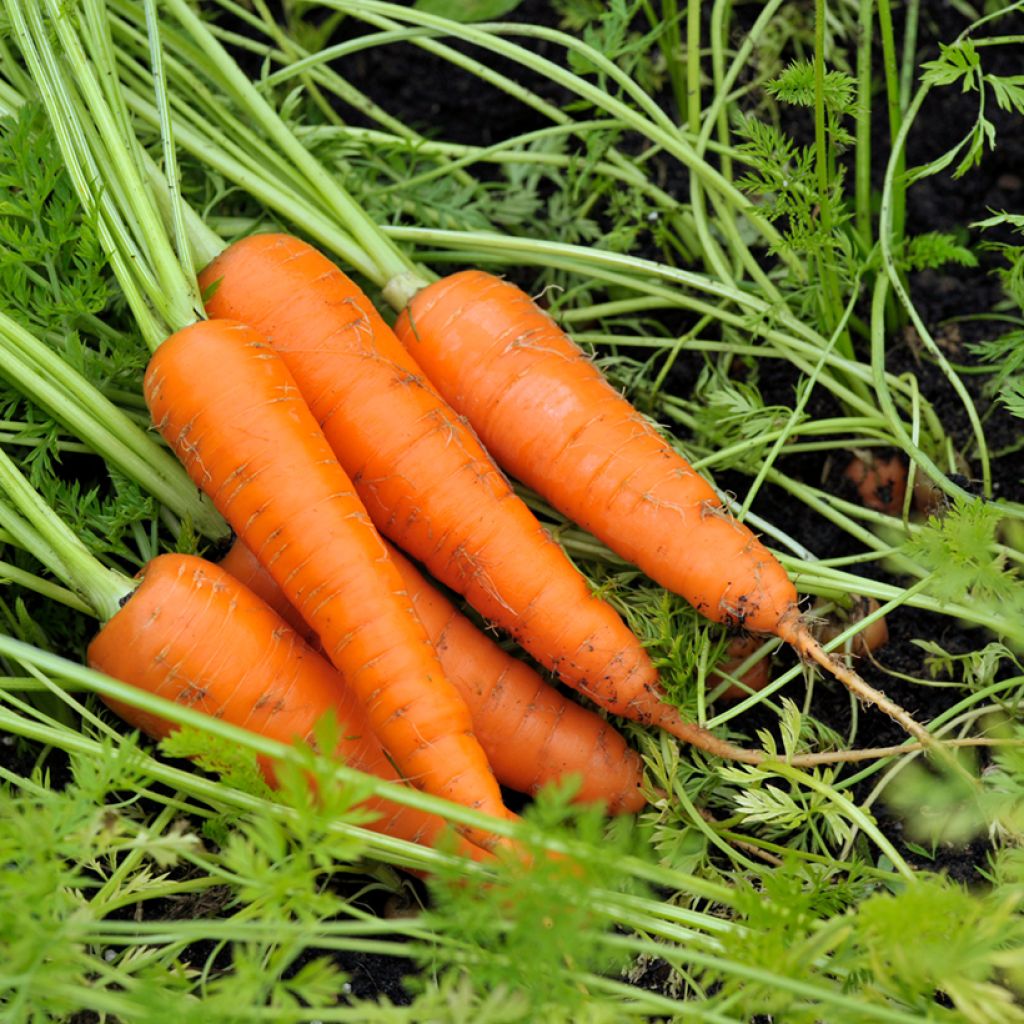 Carrot Amsterdam Forcing 3 - Daucus carota