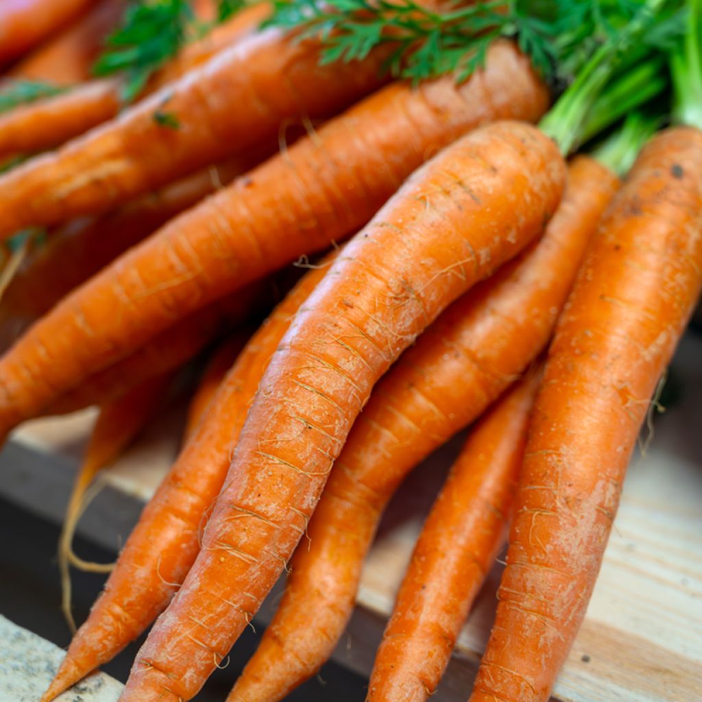 Carrot Amsterdam 2