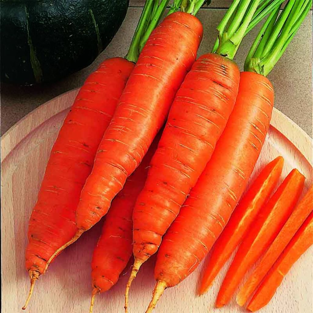Carrot Bangor - Daucus carota