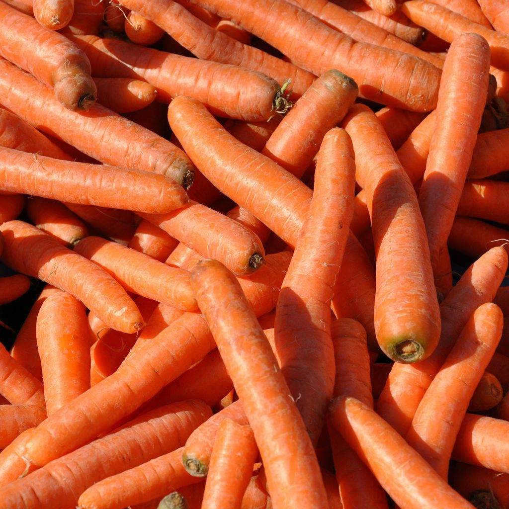 Carrot Berlicum 2