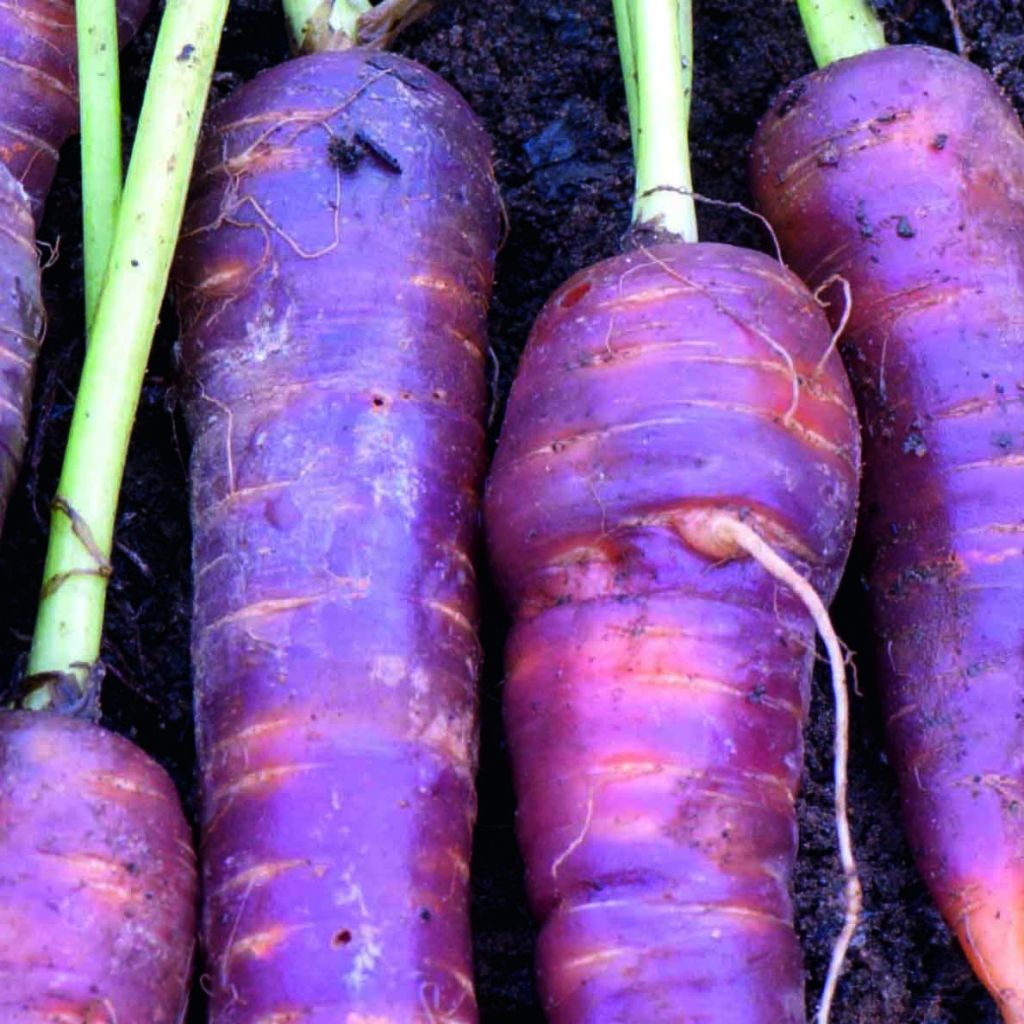 Organic Carrot Cosmic Purple - Daucus carota