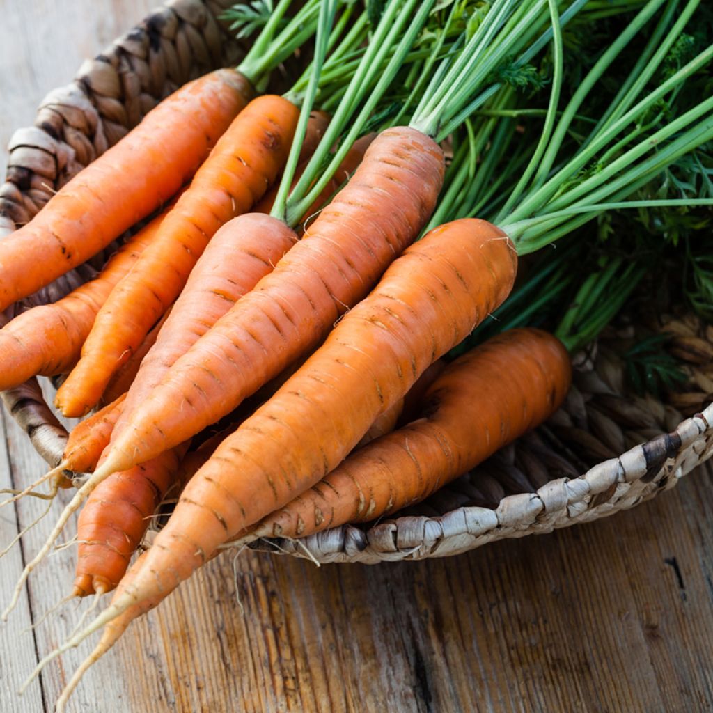 Carrot Eskimo F1 - Daucus carota