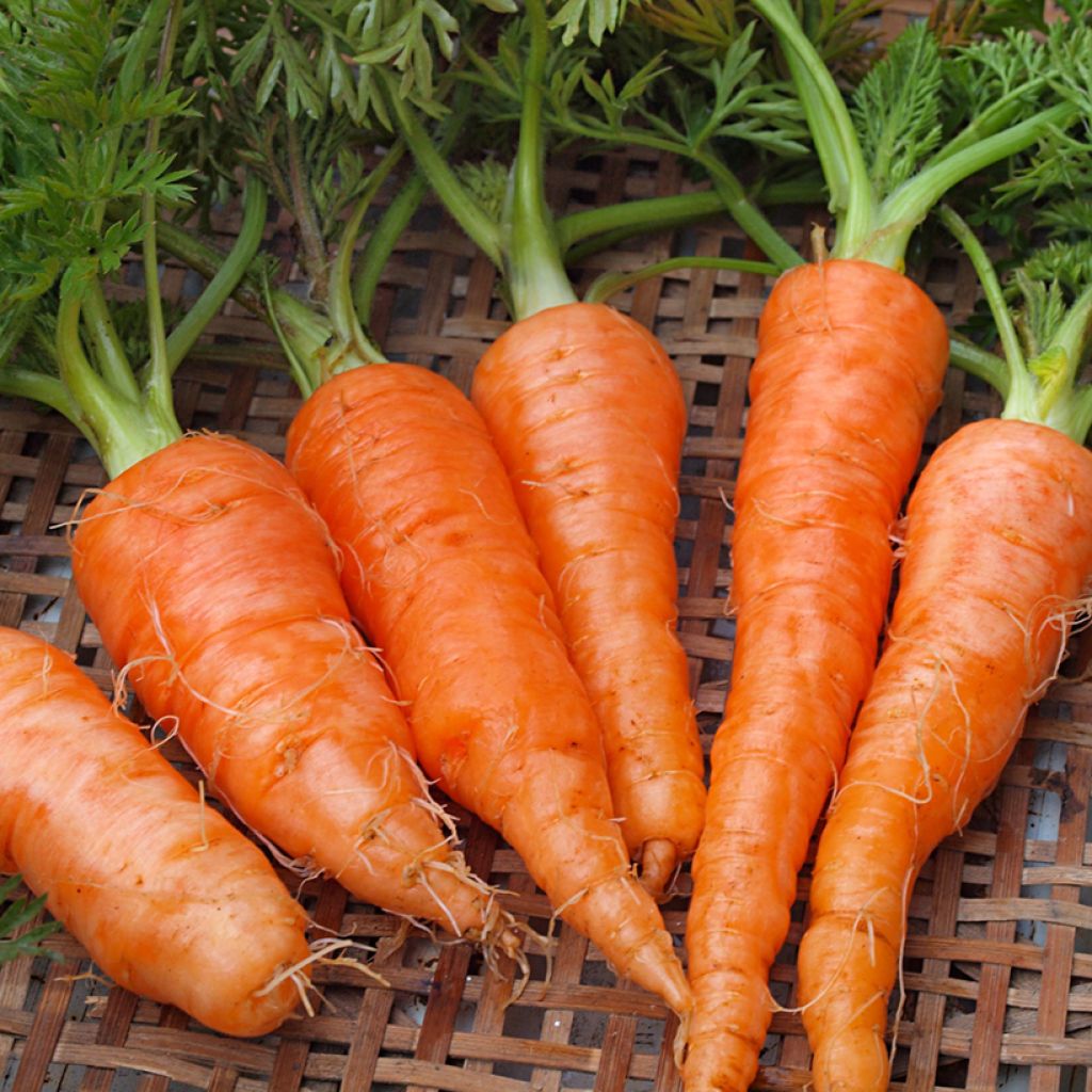 Carrot Jupiter - Daucus carota