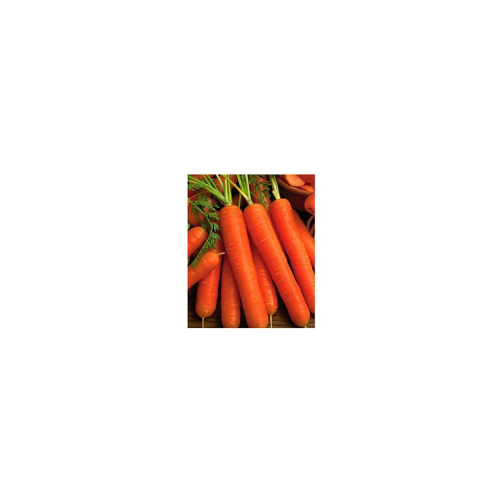 Carrot Juwarot