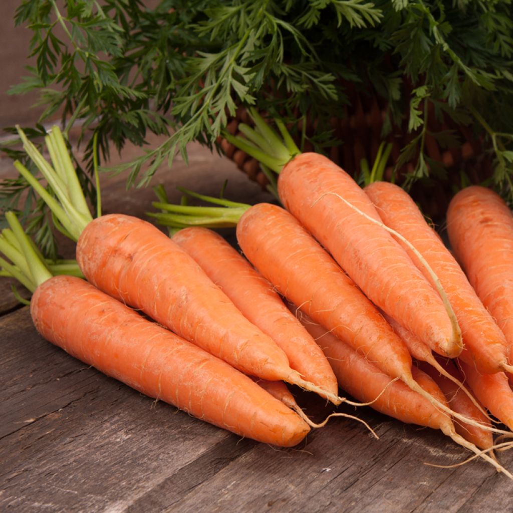 Carrot Juwarot