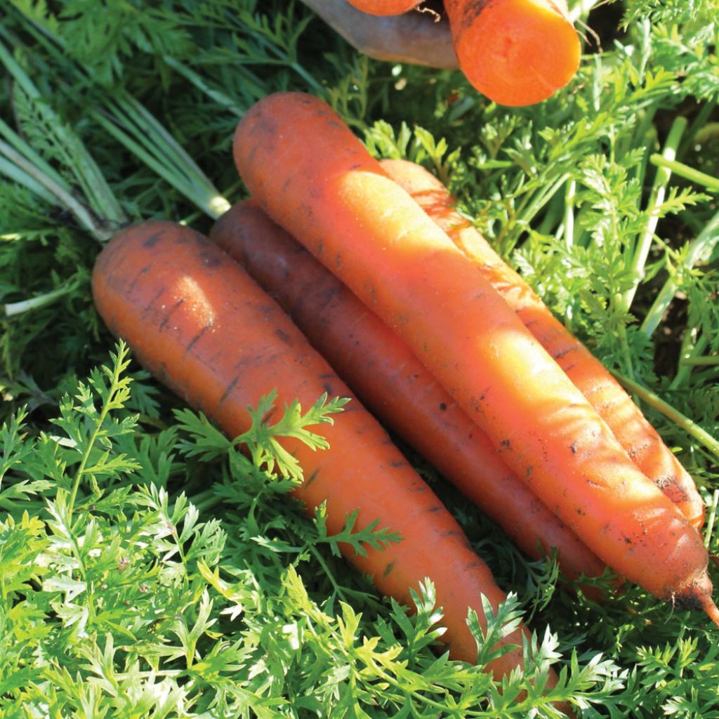Carrot Kelly - Daucus carota