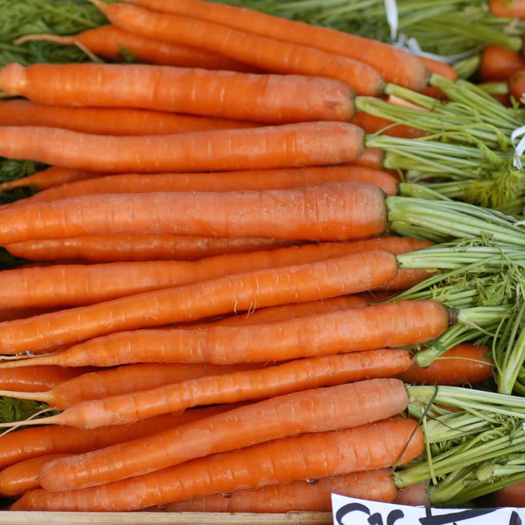 Carrot Longue Lisse de Meaux - Daucus carota