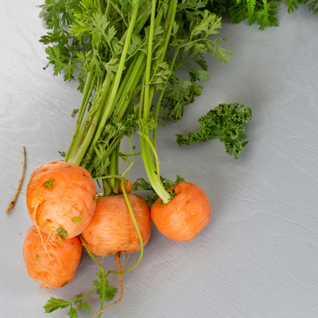 Carrot Paris Market Atlas - Daucus carota
