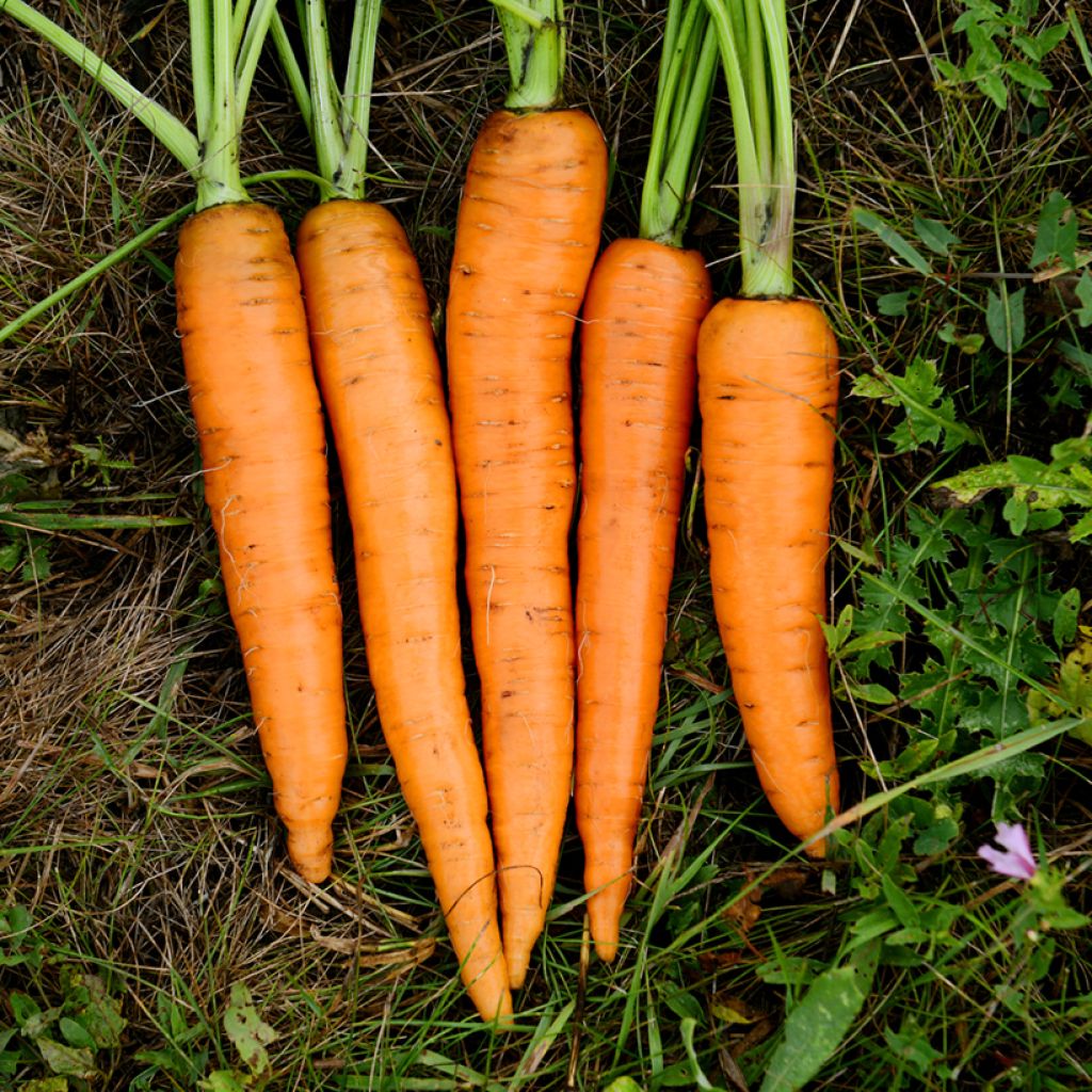 Carrot Presto F1 coated Seeds - Vilmorin seeds - Daucus carota