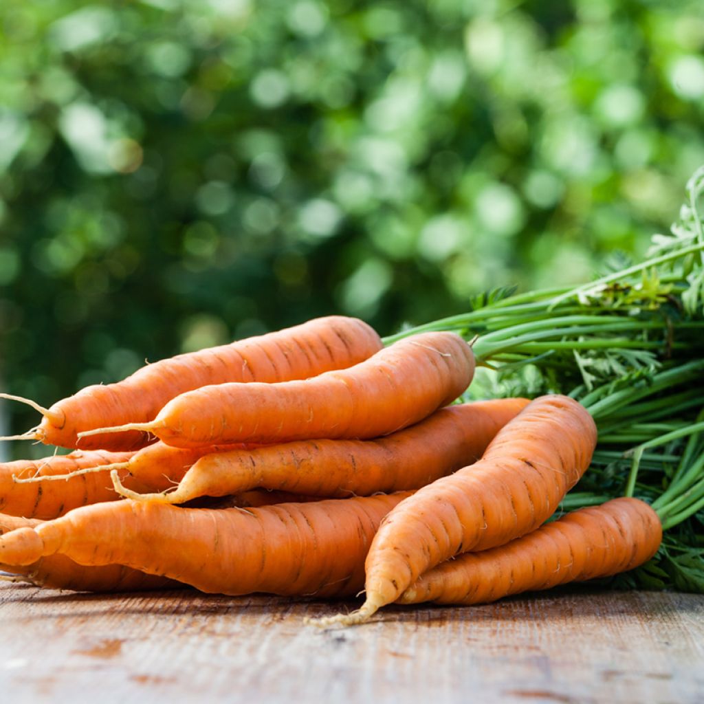 Carrot Primo - Daucus carota