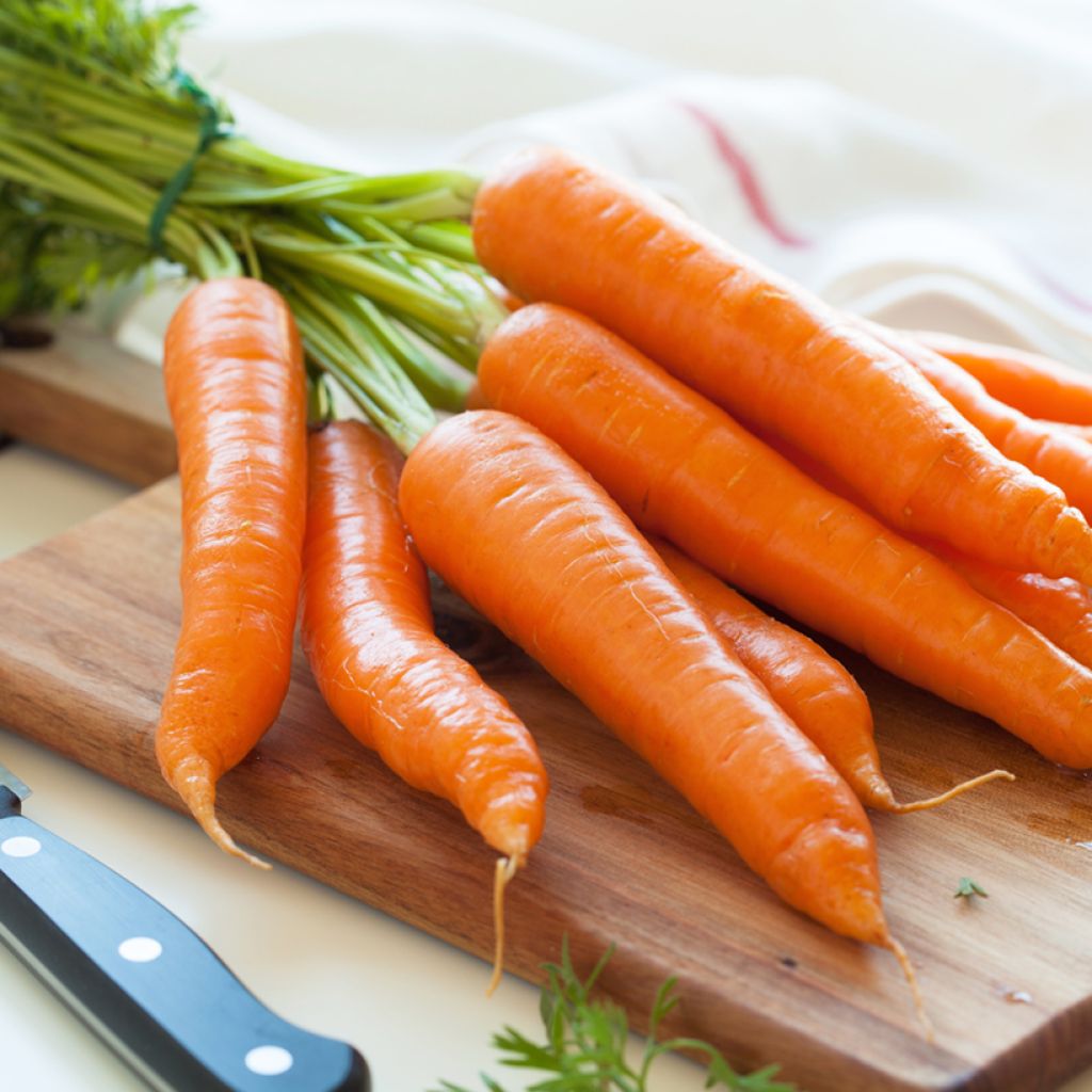 Carrot Romance - Daucus carota