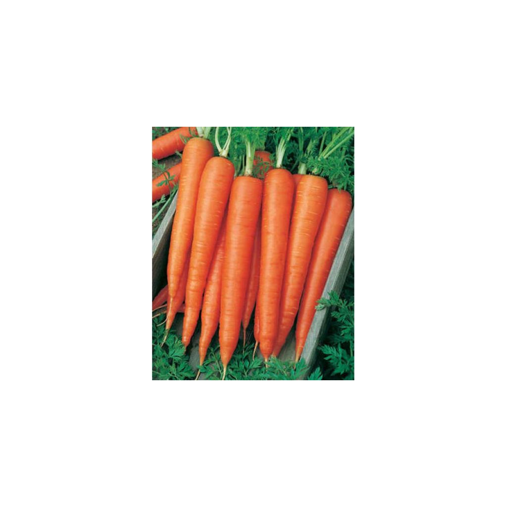 Carrot Scarla