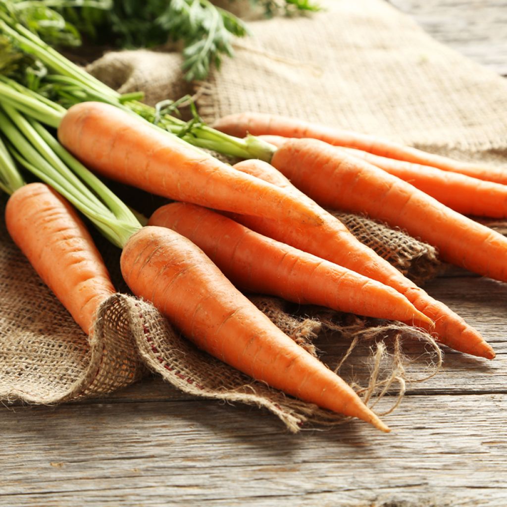 Carrot Supreme - Vilmorin seeds - Daucus carota