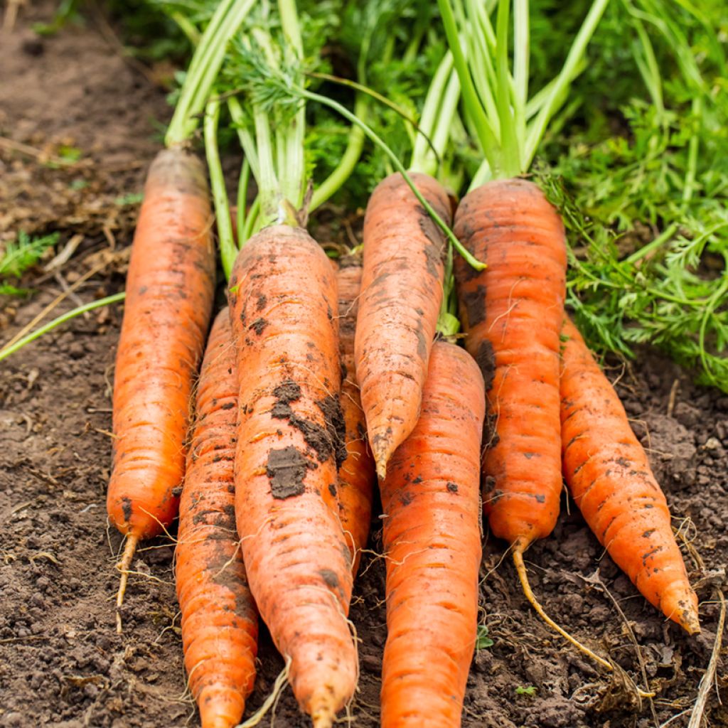 Carrot Sweet Candle F1 - Daucus carota