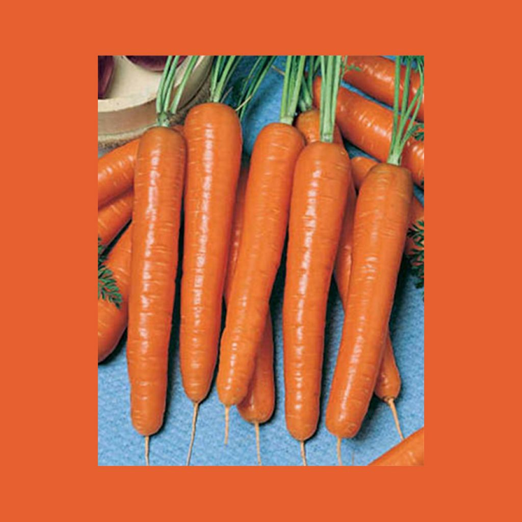 Carrot Valor F1