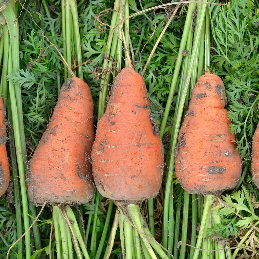 Carrot Chantenay à Coeur Rouge - Daucus carota