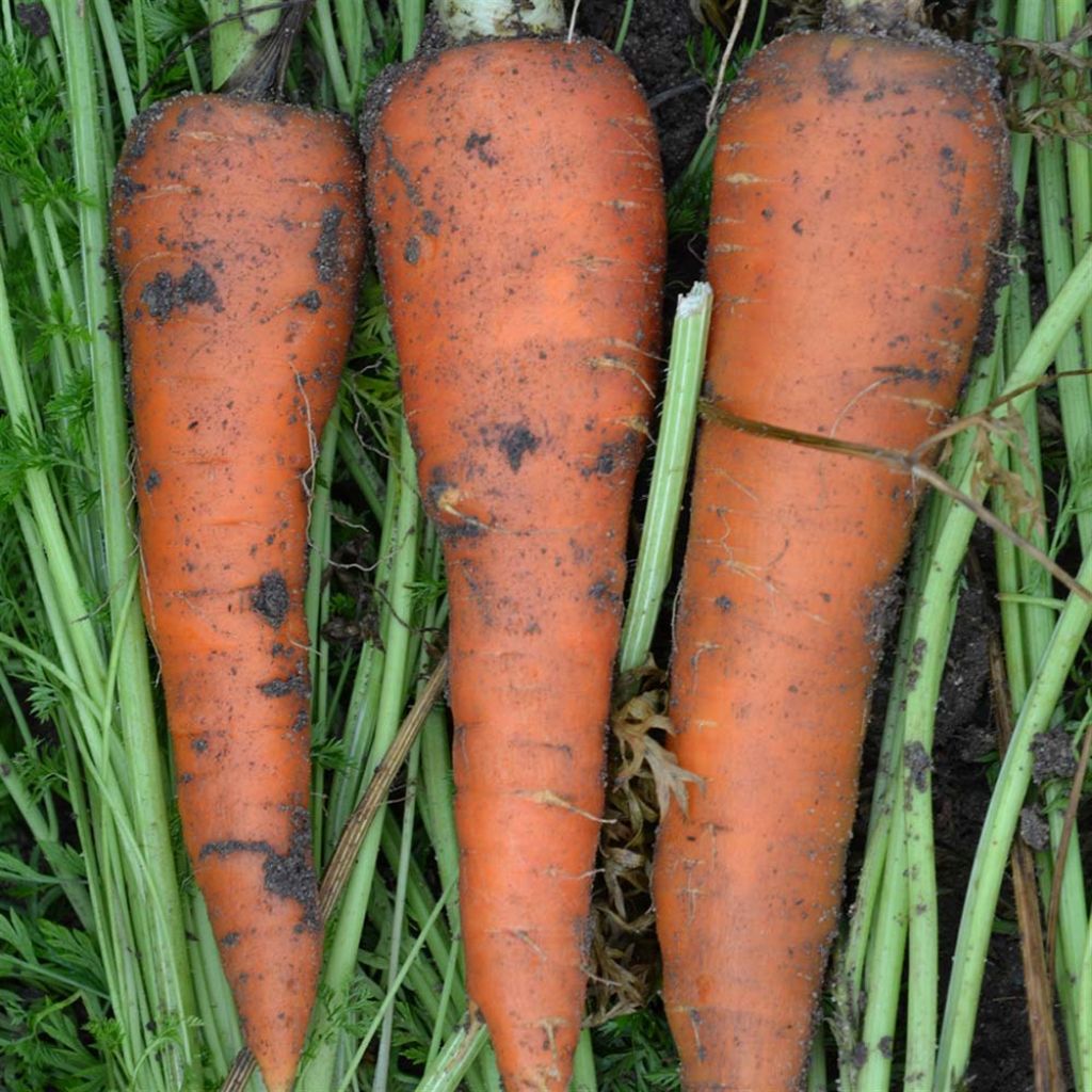 Carrot de St-Valery - Ferme de Sainte Marthe untreated seeds