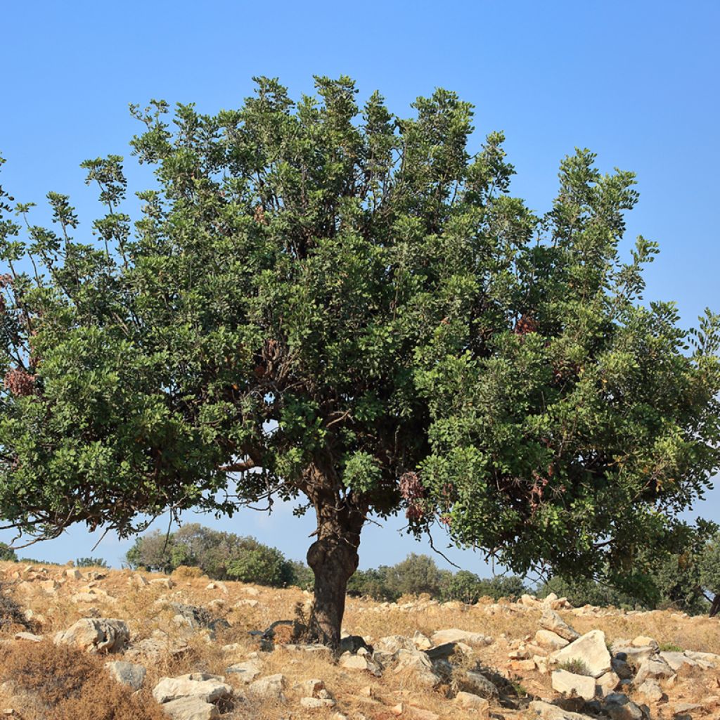 Ceratonia siliqua - Carob