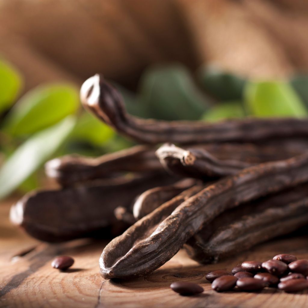 Ceratonia siliqua - Carob