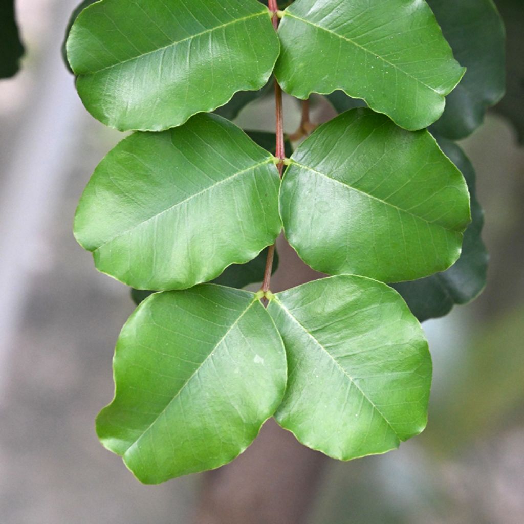 Ceratonia siliqua - Carob
