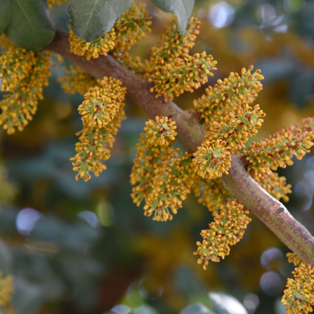 Ceratonia siliqua - Carob