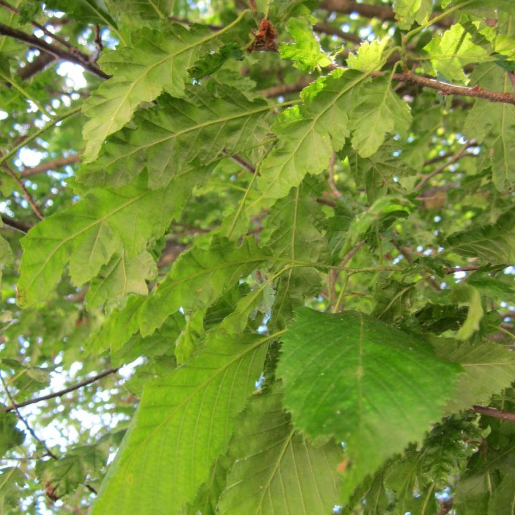 Carpinus betulus Quercifolia - Charme à feuilles de chêne