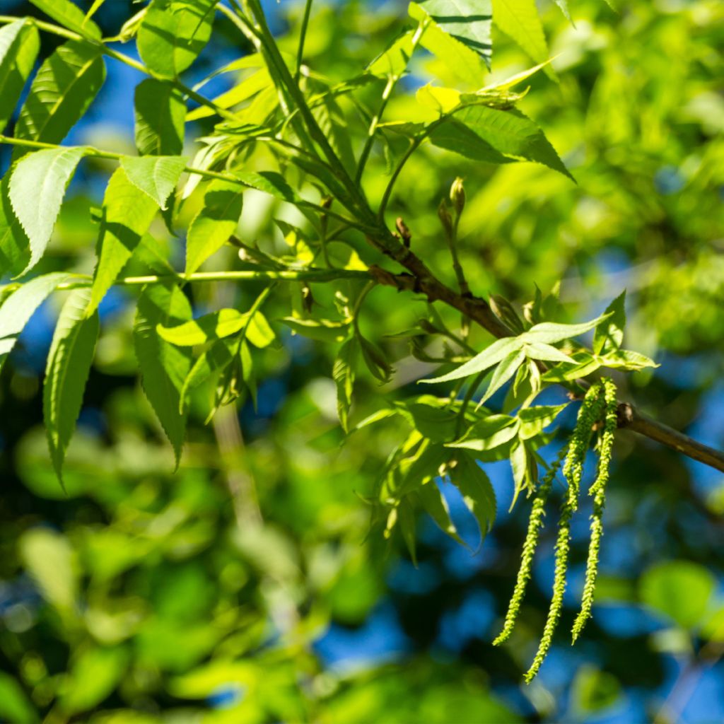 Carya illinoinensis Choctaw - Noix de Pécan - Pacanier